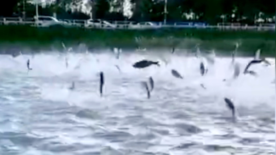 China in Focus (June 18): Strange Animal Behavior in China Sparks Fears of Incoming Disaster