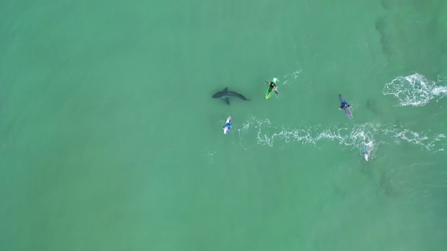 Drone Video Shows Surfers’ Very Close Encounter With Great White Shark