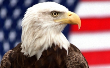 Bald Eagle Trapped in Alaska Tree Rescued on 4th of July