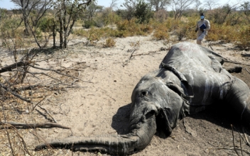 What Killed Hundreds of Elephants in Botswana? Still Unknown