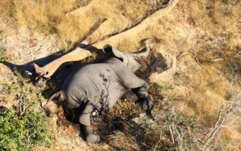 330 Elephants in Botswana May Have Died From Toxic Algae