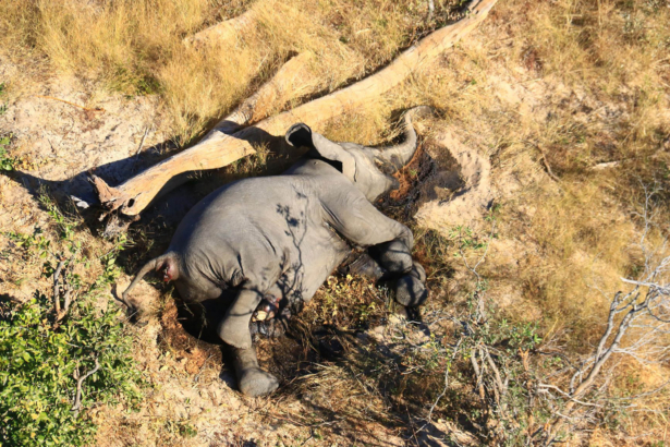 In this supplied photo a dead elephant lies in the bush in the Okavango Delta, Botswana, on May 25, 2020. (Photo via AP)