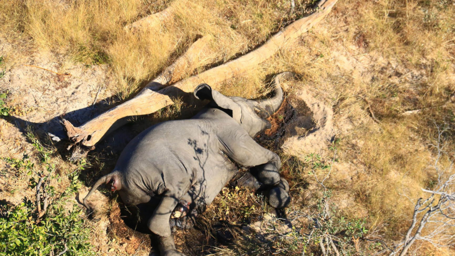 Botswana Investigates ‘Mysterious Deaths’ of 275 Elephants