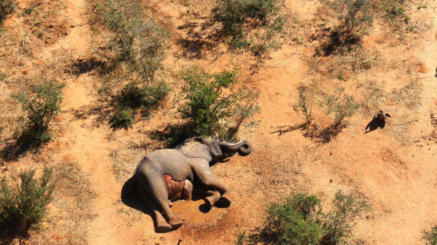 Botswana Gets First Test Results on Elephant Deaths