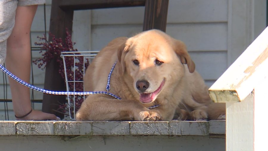 Kansas Dog Makes 50-mile Trek to Her Old Home in Missouri