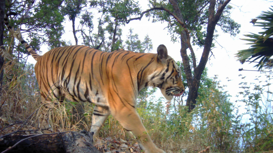 Endangered Tigers Captured on Camera in Thailand Bolster Hope for Species’ Survival