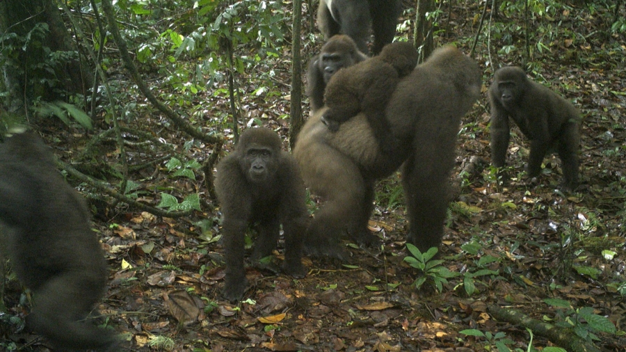 Rare Gorillas in Nigeria Captured on Camera With Babies