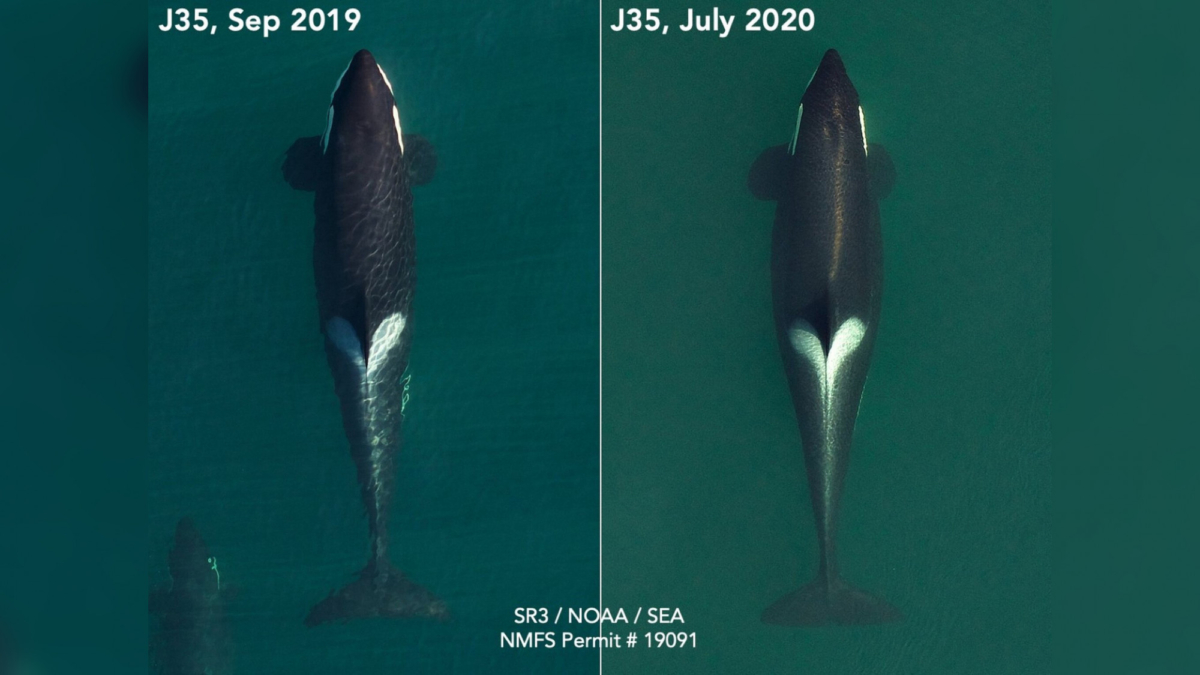 Aerial images of Tahlequah in September 2019 (L) and more recently in July 2020, show her last stages of pregnancy. (Courtesy of SR3)