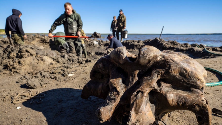Well-Preserved Mammoth Skeleton Found in Siberian Lake