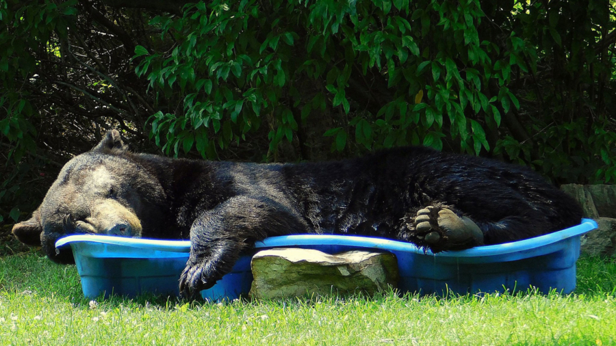 Huge Black Bear Spotted Relaxing in a Pool
