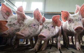 German Pork Industry’s China Connection