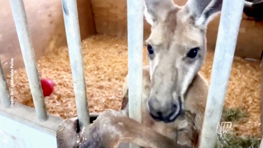Police Capture Kangaroo Hopping Through Fort Lauderdale