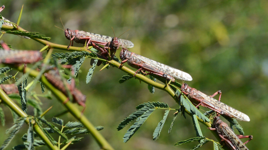 China's Locusts Plague Worsens, Crops Impacted