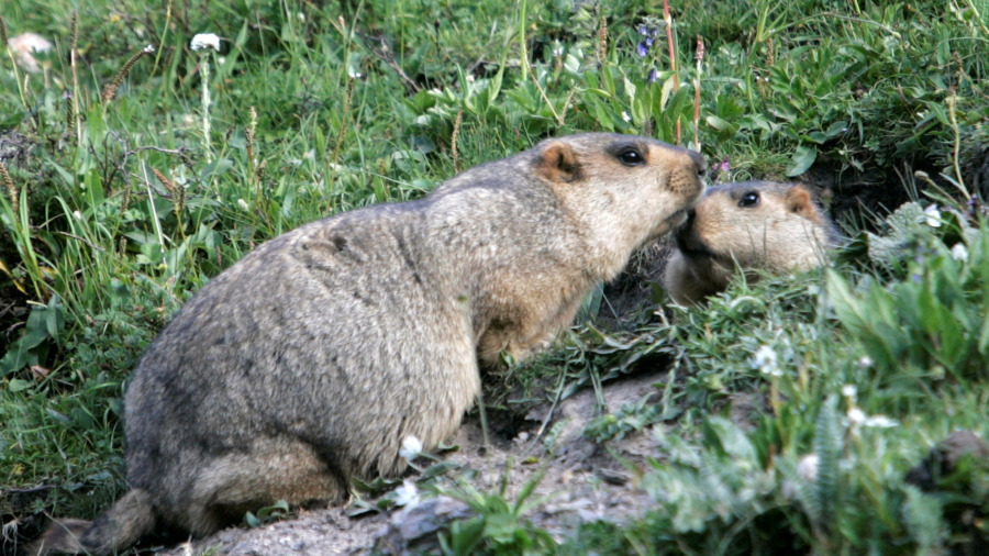 Bubonic Plague And Dengue Fever In China