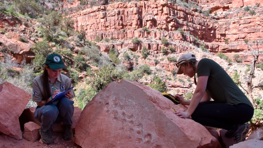 Rock Fall at Grand Canyon Reveals Possible Ancient Animal Footprints