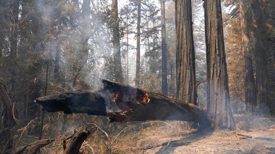 Redwoods Survive Wildfire at California’s Oldest State Park