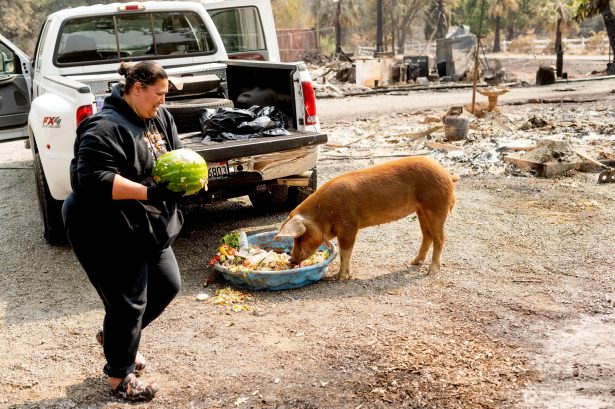 Gina Souza feeds her neighbor's pigs 