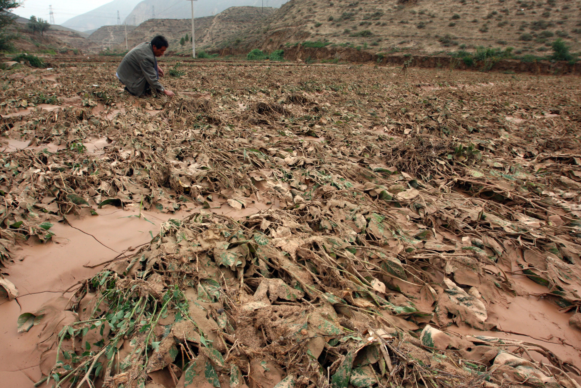 China Faces Food Shortage as Droughts, Flooding, and Pests Ruin Harvest