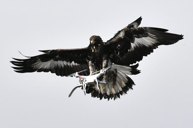 A eagle catches a drone in a file photo (Georges Gobet/AFP via Getty Images)
