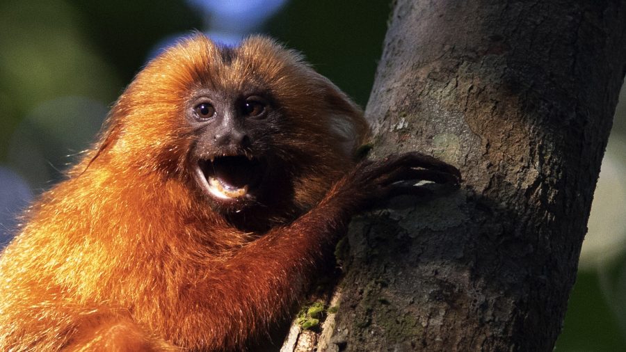 Endangered Brazilian Monkeys Get a Bridge to Themselves