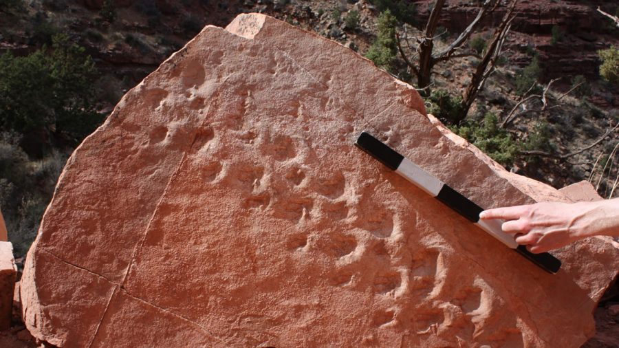 313 Million-Year-Old Fossil Footprints at Grand Canyon Are the Oldest of Their Kind Found at Park