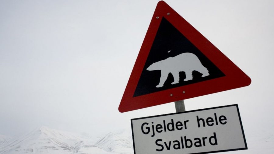 Polar Bear Kills Dutch Man in Norway’s Arctic Svalbard Archipelago