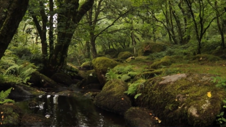 Nature and Solitude: Exploring the Moors