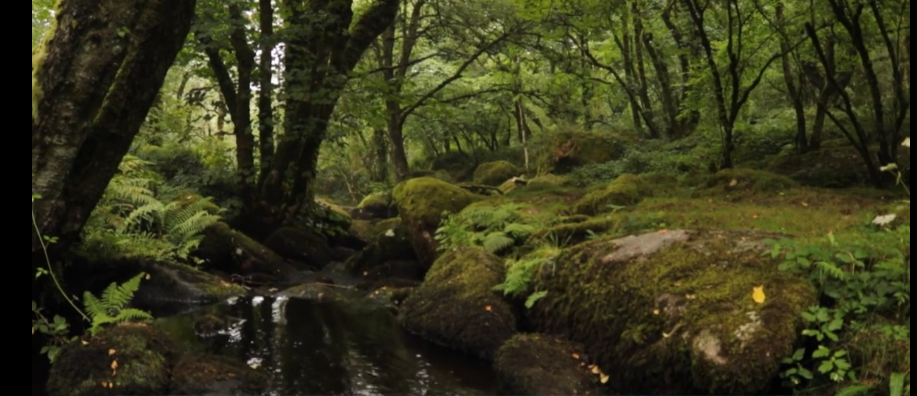 Nature and Solitude: Exploring the Moors