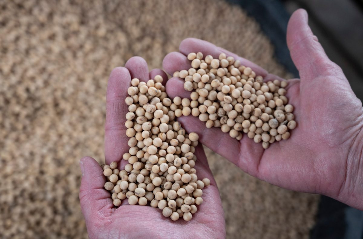 A farmer holds soybean from the 2018 harvest at her farm in Scribber, Nebraska on May 5, 2019. (Johannes Eisele/AFP via Getty Images)