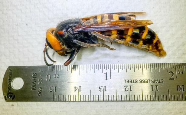 An Asian giant hornet. (Courtesy of <a href="https://agr.wa.gov/about-wsda/news-and-media-relations/news-releases?article=31413">Washington State Department of Agriculture</a>)