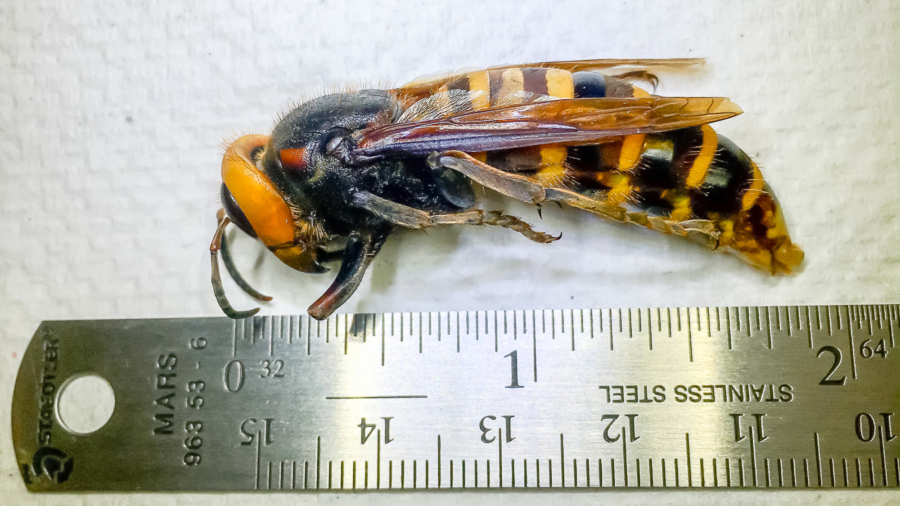 Signs of Asian Giant Hornet Nest Found in Washington State