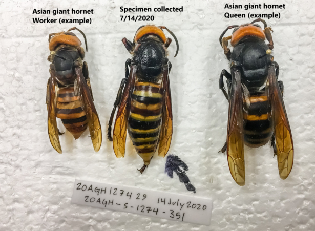 An Asian giant hornet. (Courtesy of <a href="https://agr.wa.gov/about-wsda/news-and-media-relations/news-releases?article=31413">Washington State Department of Agriculture</a>)