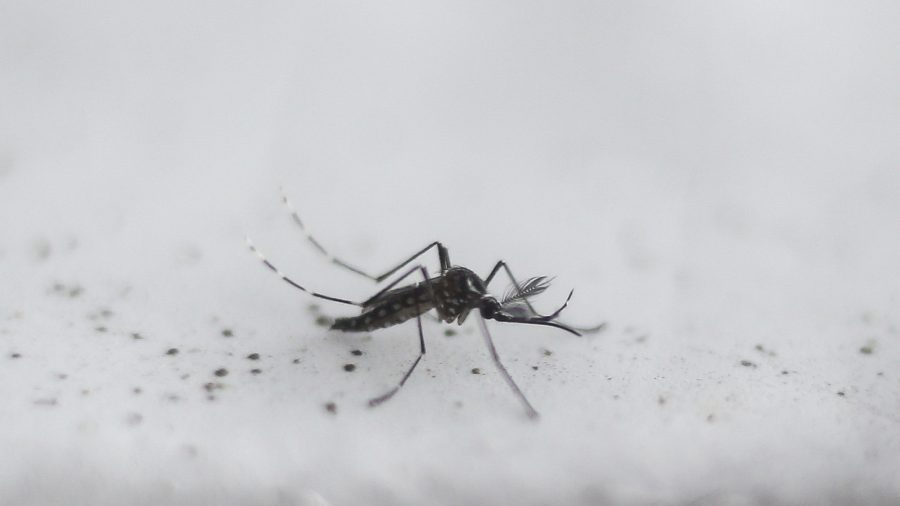 750 Million Genetically Engineered Mosquitoes Approved for Release in Florida Keys
