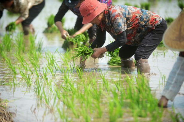 Farmers work in the fields in Yangzhou, Jiangsu, China on June 6, 2018. (VCG/VCG via Getty Images)