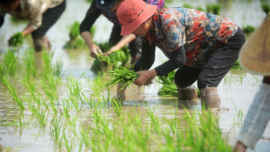 CCP's Land Grab: Story of a Chinese Village