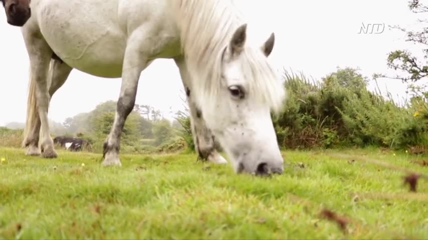 Encounter With Dartmoor's Ancient Ponies