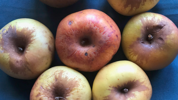 Researchers found a handful of firm apples on the ground below the Fremont County tree. They hoped the apples were of the Colorado Orange variety. (Courtesy Montezuma Orchard Restoration Project)