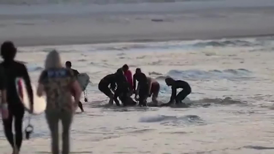 Australian Surfer Dies After Shark Attack at Popular Gold Coast Beach