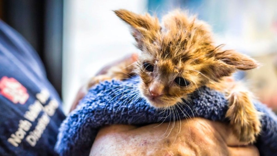 Kitten That Resembles Baby Yoda Rescued From California Wildfire