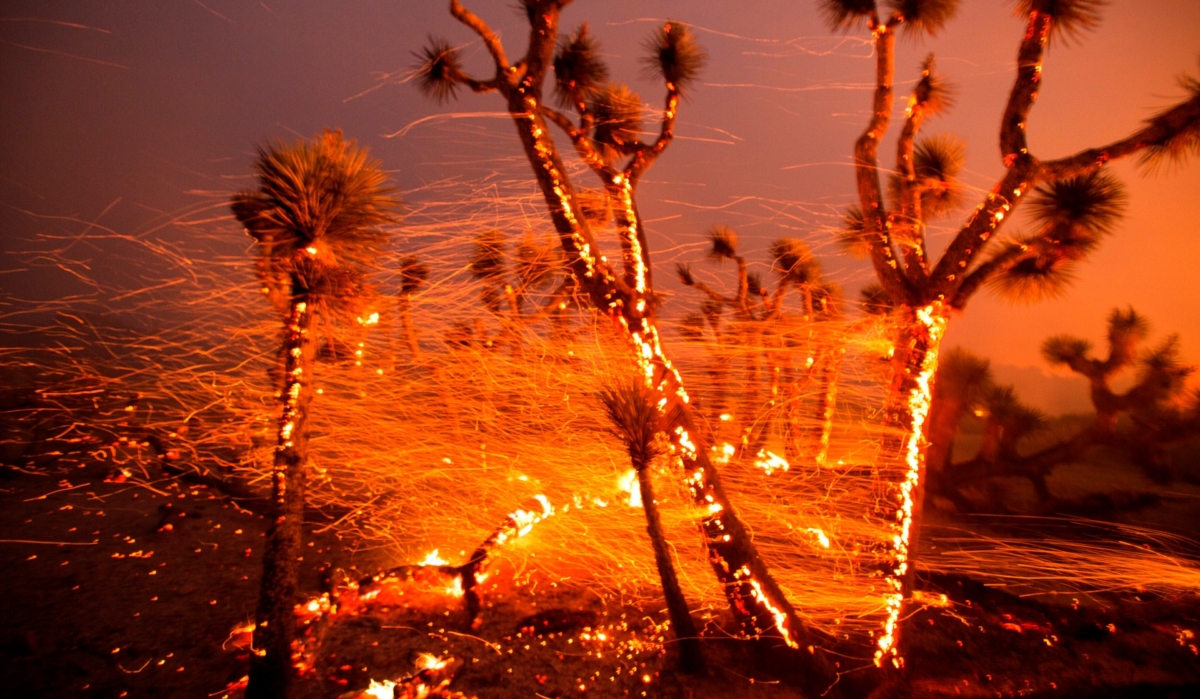 The wind whips embers from the Joshua trees burning in the Bobcat Fire in Juniper Hills, Calif., on Sept. 18, 2020. (Ringo H.W. Chiu/AP Photo)