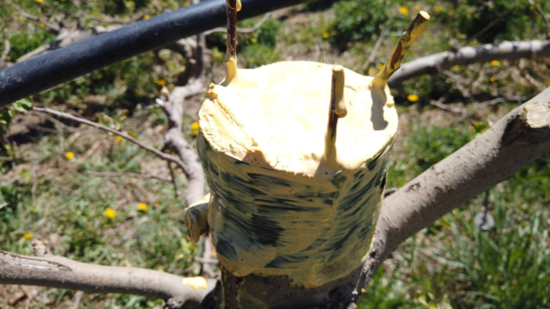 Colorado fruit growers have begun grafting new Colorado Orange apple trees in their orchards. They hope to see apples in 2 to 5 years. (Courtesy Chris Welch/CNN)