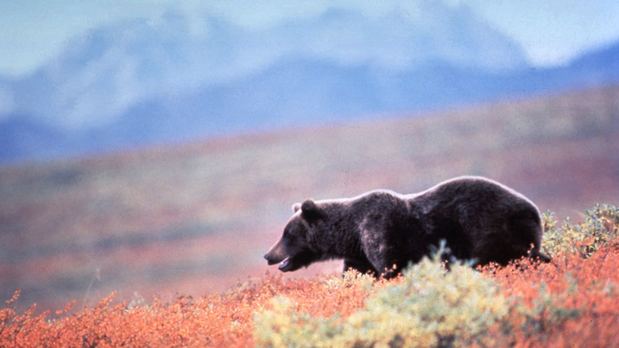 Park IDs Hunter Killed by Grizzly Bear in Alaska as Ohio Man