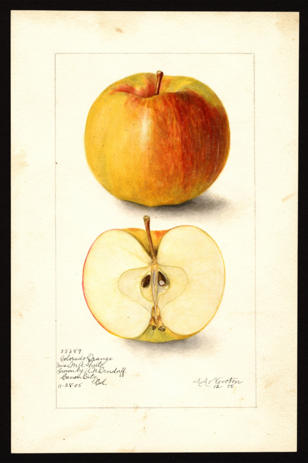 The Colorado Orange apple in an illustration. (Courtesy US Department of Agriculture)
