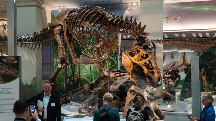 Want to Buy a Dinosaur? One of the World’s Biggest T. Rex Skeletons Is Up for Sale