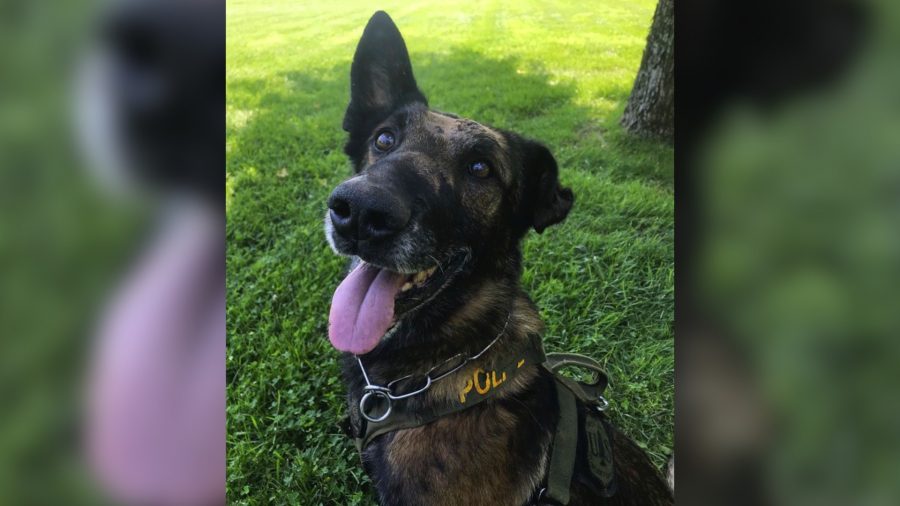 US Forest Service Police Dog Survives Second Stabbing Attack