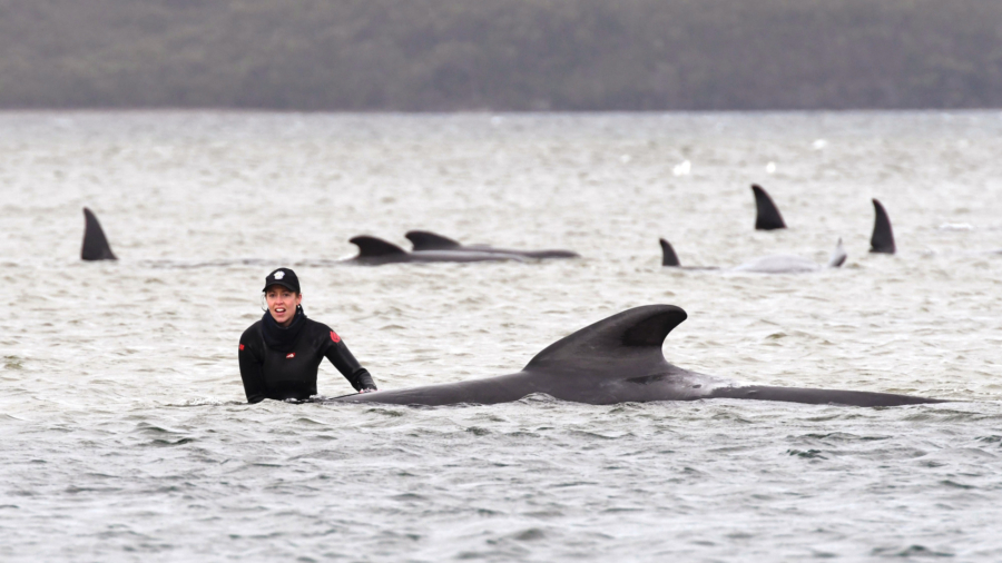 Australian Rescuers Save 25 of 270 Stranded Whales so Far