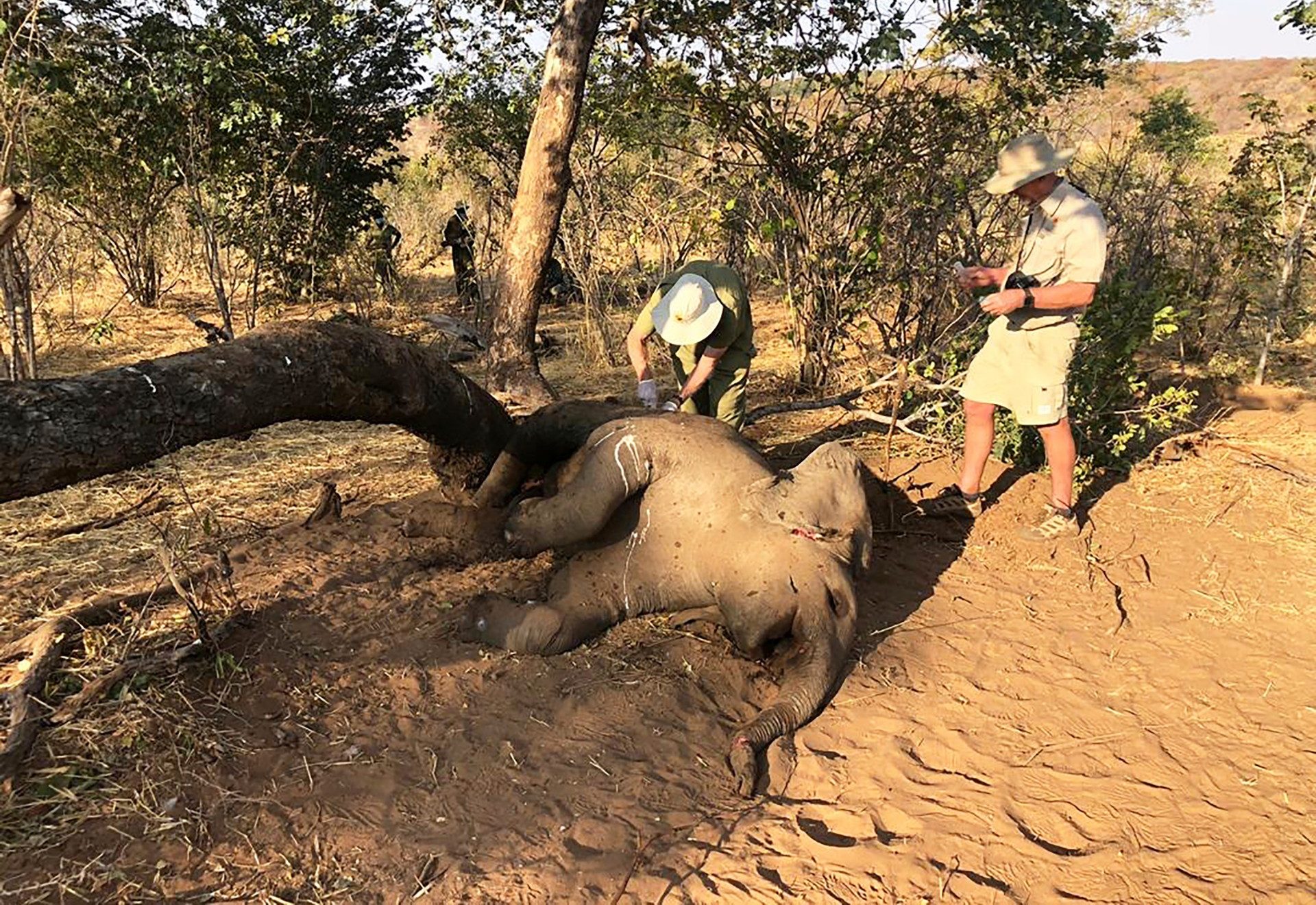 Mystery of African Elephants Dropping Dead Unraveled by Scientists