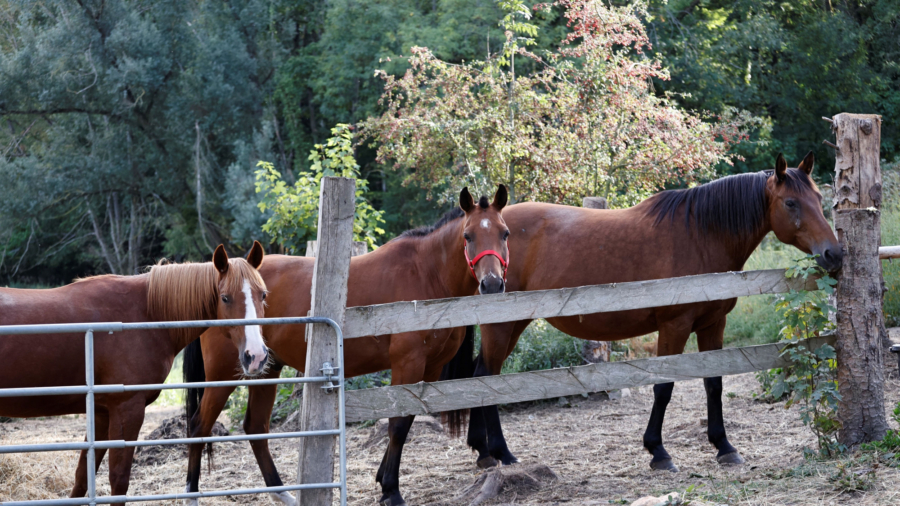 Crimes Against Horses Surge in France
