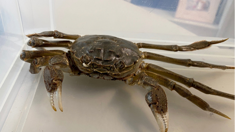 Large Chinese Mitten Crab Crawls Into German Woman’s Home