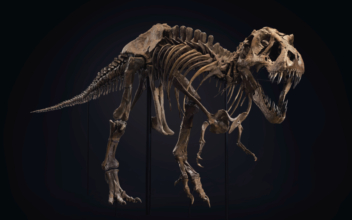 T. Rex Skeleton Sells for $31.8 Million Setting New World Record